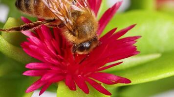 Macro of a honeybee interacting with a pink flower, highlighting intricate details and vibrant colors in a natural setting video