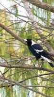 Two Australian magpies perched on branches, engaging in social behavior amidst a natural, sunlit environment video