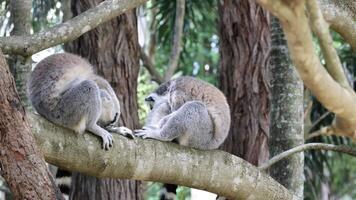 Two lemurs relaxing together on a branch video