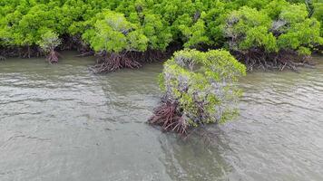Drone footage captures lush mangroves and tidal waters in Port Douglas, Australia, with smooth camera rotation and natural lighting video