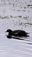A duck gracefully swims across a calm lake, creating gentle ripples under overcast lighting video