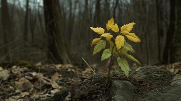 New growth amidst autumn leaves forest photography natural environment ground level resilience in nature photo