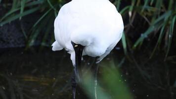 Spoonbill drinking water at Melbourne Zoo video