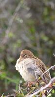 A sparrow sits on a branch in a lush environment, captured in soft natural light video