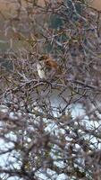 A sparrow rests on a thorny branch, captured in natural lighting at Lake Tekapo, New Zealand video