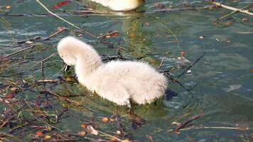 A fluffy cygnet navigates through water and reeds in bright daylight, showcasing natural curiosity and serene surroundings video