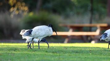 Two ibis birds walking and interacting video