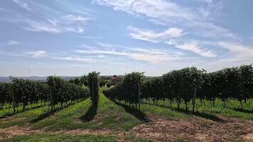A vineyard under a bright, cloudy sky video