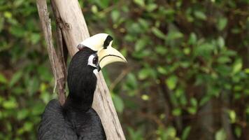 A hornbill interacting with environment, possibly feeding. video