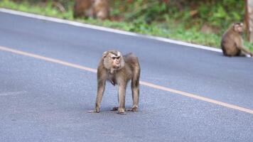 Monkey walks across road, looks around video