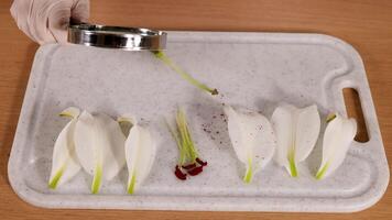 A scientist observes lily petals and pollen with a magnifying glass on a lab tray video