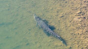 Aerial view of a saltwater crocodile swimming in the clear waters of Daintree River, showcasing its natural habitat video