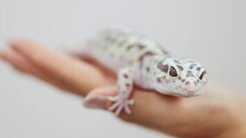 A leopard gecko is gently held and observed in a calm setting with soft lighting video