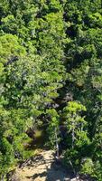Drone captures vibrant mangroves meeting sandy beach under bright sunlight in Port Douglas, Queensland, Australia video