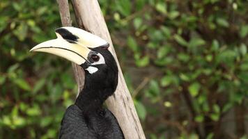Hornbill interacting with its environment. video