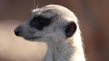 A meerkat attentively scans its environment video