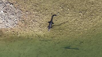 Drone footage captures a saltwater crocodile near a riverbank in Port Douglas, Australia, highlighting its natural habitat and behavior video