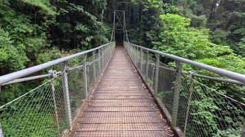 A serene walk across a suspension bridge in Dorrigo's lush rainforest, captured in slow motion with vibrant greenery video