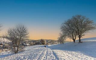 Bald trees covered with hoarfrost stand on snowy hills in the suBare frostcovered trees on snowy hills photo