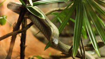Jameson mamba snake moving through foliage video