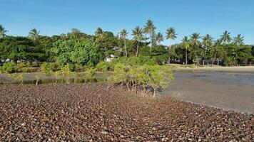 Drone footage captures lush mangroves and palm trees under clear skies in Port Douglas, showcasing a serene tropical landscape video