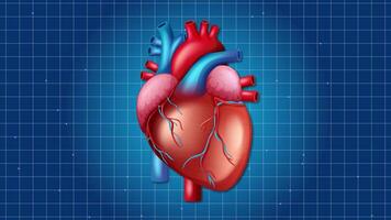 Animated heart beats rhythmically against a blue grid, highlighting cardiovascular motion and anatomical detail video