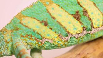 A veiled chameleon displays vibrant colors while perched on a branch. Detailed close-up captures its unique skin patterns video