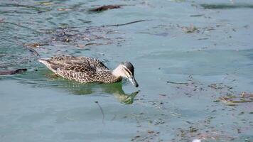 A duck gracefully swims in a serene pond, surrounded by natural foliage and gentle sunlight in New Zealand video