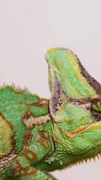 A veiled chameleon captures and eats a worm. Bright lighting highlights its vibrant colors and textured skin video
