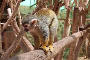 Squirrel Monkey Perched on Tree Branch in Lush Habitat photo