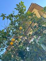 Lemon Tree with Ripening Fruit Near Sunlit Building photo