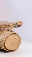 A bearded dragon sits on a log in a well-lit studio, occasionally opening its mouth video