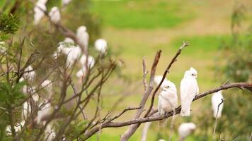 Long-billed corellas perched on branches in a natural setting, captured in daylight with vibrant greenery in the background video