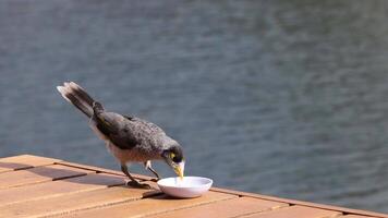 Bird exploring and pecking at a small bowl video