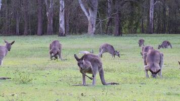 Kangaroos in a field, eating and socializing video