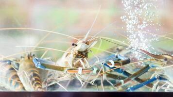 Shrimps interacting in bubbling water environment video