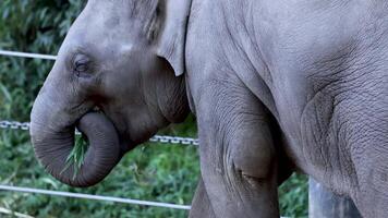 Elephant using trunk to eat grass video