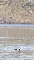 Two ducks glide across a serene lake in New Zealand, surrounded by calm waters and distant hills under soft daylight video
