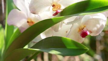 Close-up of white orchid in natural setting video
