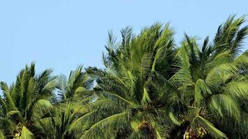 Palm trees gently swaying under clear blue sky video