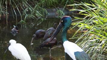 Storks and egrets in serene wetland environment video