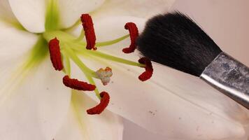 A brush transfers pollen from lily stamens, demonstrating manual pollination. Close-up view with soft lighting enhances botanical details video