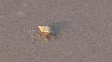 Hermit crab traversing sandy beach terrain video