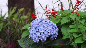 Hydrangea and red flowers gently swaying. video