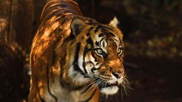 Tiger walking through forested zoo enclosure video