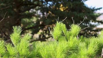 Green pine branches sway gently in the wind against a backdrop of darker trees, creating a serene natural scene video