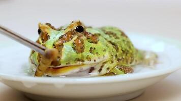 A horned frog consumes a superworm on a white plate, captured in a well-lit, close-up sequence video