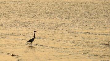 A heron walks along the beach at sunset video