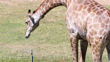 Giraffe feeding in open zoo environment video