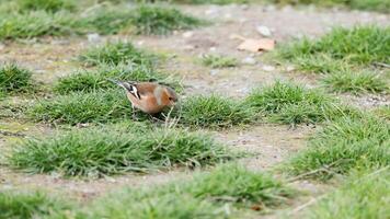 A chaffinch searches for food on grassy terrain at Lake Tekapo, captured in natural daylight with a steady camera video